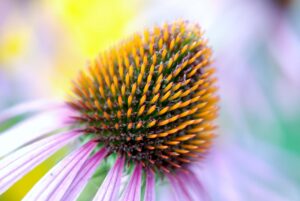 10 Healthy Steps to stop colds and flu